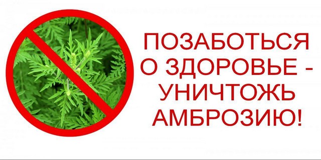 Амброзия
